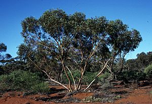 Eucalyptus ebbanoensis.jpg