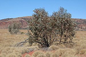 Eucalyptus kingsmillii habit.jpg