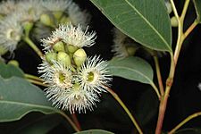 Eucalyptus paniculata buds