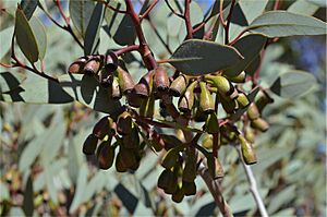 Eucalyptus pimpiniana fruit