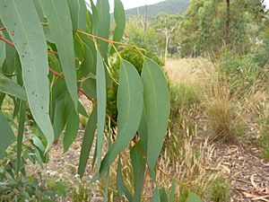 Eucalyptus rossii (5368992286)