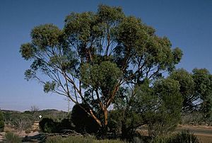 Eucalyptus sargentii.jpg