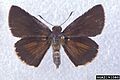 Euphyes dukesi 2191080