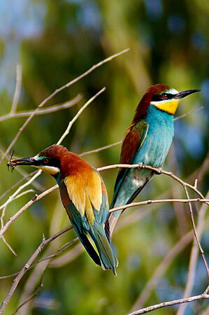 European bee eater