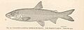 FMIB 42882 Leucichthys zenithicus (Jordan & Evermann) Lake Superior Longjaw From the type
