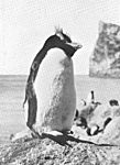 FMIB 50785 Big-Crested Penguin (Catarrhactes sclateri) enjoying the sunshine, Antipodes Island