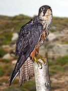 Falconidae - Falco eleonorae (Eleonora's falcon)