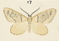 Fig 17 MA I437613 TePapa Plate-XIV-The-butterflies full (cropped)