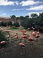 Flamingos in the National Zoological Park