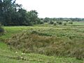 Frisby Marsh SSSI - geograph.org.uk - 523784