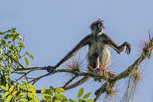 Geoffroy's spider monkey (Ateles geoffroyi yucatanensis) Peten 2