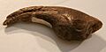 Gigantoraptor claw
