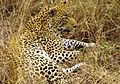 Great male Leopard in South Afrika-JD