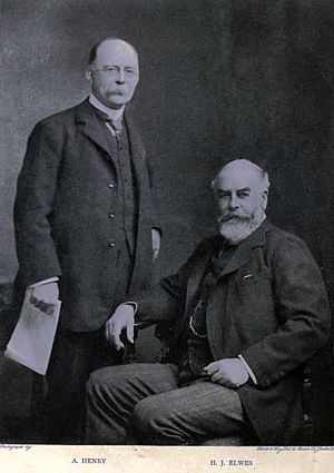 Henry & Elwes, 1913