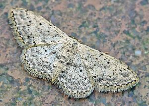 Idaea seriata03