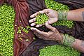 India - Varanasi green peas - 2714