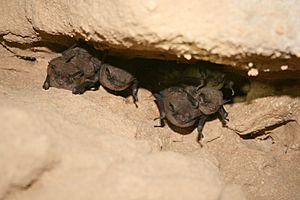 Indiana bats (5600274705)