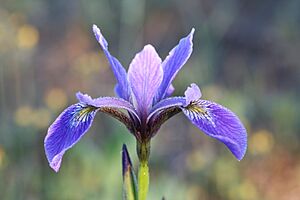 Iris versicolor