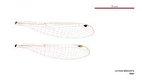 Ischnura heterosticta male wings (33985088354)