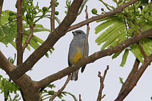 Jamaican Euphonia 2506093355.jpg