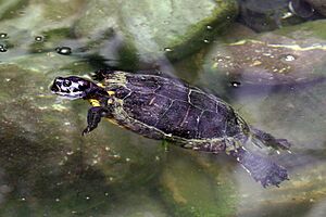 Jamaican slider (Trachemys terrapen).JPG