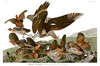 John James Audubons Plate 76 - Birds of America (Virginian Partridge)