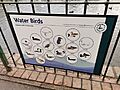 Kelsey Park water birds