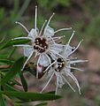 Kunzea leptospermoides