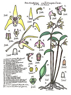 LR021 72dpi Dendrobium callitrophilum.jpg