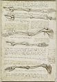 Leonardo da Vinci - RCIN 919000, Verso The bones and muscles of the arm c.1510-11