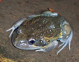 Limnodynastes dumerilii dumerilii