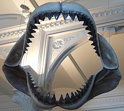 Megalodon shark jaws museum of natural history 068.jpg
