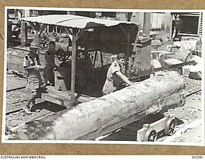 Members of the 17th Battalion, Volunteer Defence Corps, at their civilian occupation working a drag saw, Yungaburra, 1944