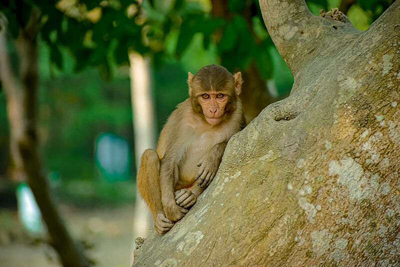 Monkeys of The Sundarbans 07