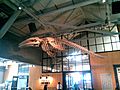 Monterey whale skeleton (4533108540)