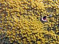 Montipora aequituberculata, coralitos