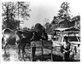 Mules and Canallers on C and O