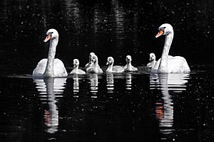 Mute swans (Cygnus olor) and cygnets