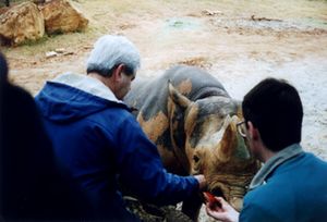 Newt Gingrich feeds an apple to Boma, a black rhino at Zoo Atlanta