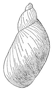 Novisuccinea chittenangoensis shell 3