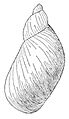 Novisuccinea chittenangoensis shell 3