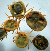 Nuttalliella namaqua cropped
