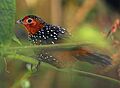 Ocellated Tapaculo (Acropternis orthonyx)