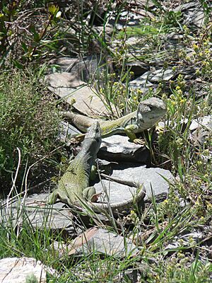 Ocellated lizard, Timon lepidus, male and female Sierra Nevada, Spain