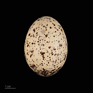 Onychoprion anaethetus MHNT.ZOO.2010.11.131.8