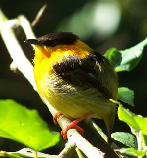 Orange-collared Manakin.jpg