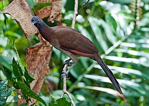 Ortalis cinereiceps -near Rancho Naturalista, Cordillera de Talamanca, Costa Rica-8.jpg
