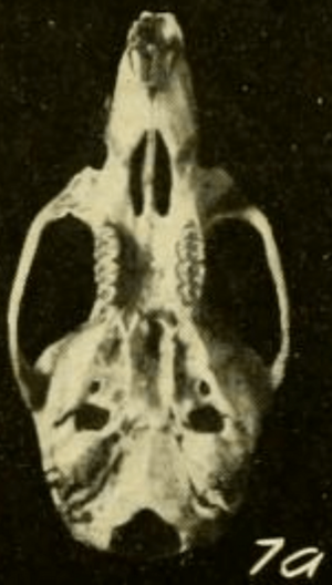 Oryzomys bombycinus bombycinus ventral
