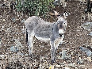 Oxbow Estates, Arizona - Friendly Burro