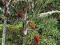 Palma de cerca del Quindío (Ceroxylon quindiuense) - Flickr - Alejandro Bayer (2)